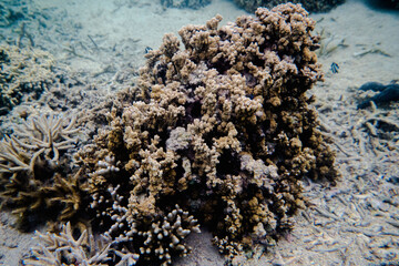 coral life fish 