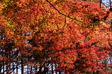 秋の森の真っ赤な紅葉