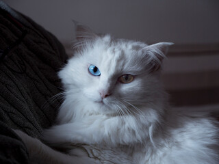 Portrait of a long-haired white cat held by his owner wearing a sweater at home, accentuated light shadow contrast, pet in aristocratic and haughty pose, different colored eyes