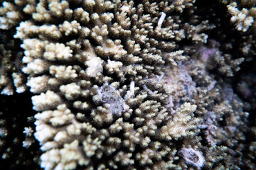 coral life fish 