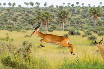 Fascinating shot of a Ugandan kob galloping in nature