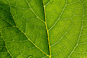 Abstract closeup green leaf texture background