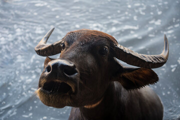 Black water buffalo in lake open mouth to ask for grass