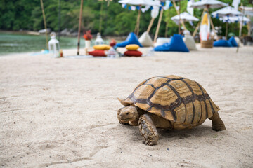 Big sea turtle walking on sand beach, Phuket
