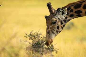 Fascinating shot of a beautiful giraffe eating gras