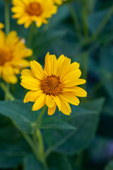 Obraz premium Blooming false sunflower on a green background on a summer sunny day macro photography. Garden rough oxeye flower with yellow petals in summertime, close-up photo. Yellow daisy floral background.