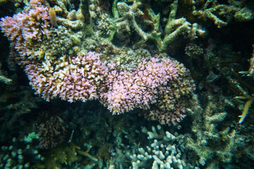Naklejka na ściany i meble coral life fish 