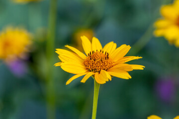 Blooming false sunflower on a green background on a summer sunny day macro photography. Garden rough oxeye flower with yellow petals in summertime, close-up photo. Yellow daisy floral background.