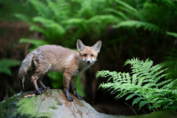 wild fox in nature after rain