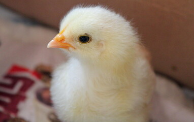 Chicken Fluff.