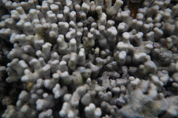 coral life fish underwater 