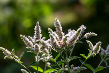 Blooming Mentha suaveolens in sunlight close-up photo. Small fluffy apple mint flowers on a sunny summer day macro photography. A flowering plant with small pink flowers.