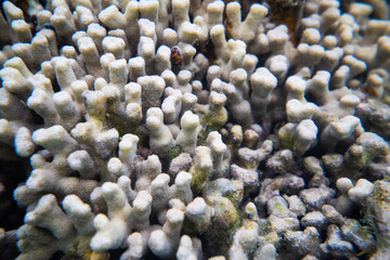 coral life fish underwater 
