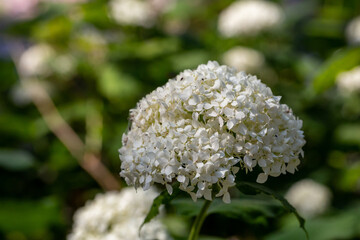 Blooming white hydrangea flowers macro photography on a summer day. Large cap of garden hydrangea with white flowers close-up photo in summertime. Large ball of flowers with white petals.