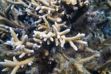 coral life fish underwater 