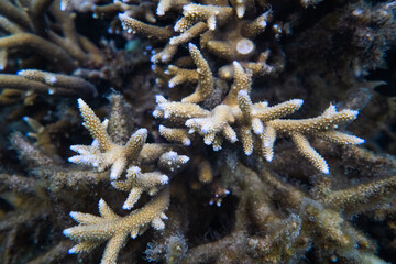 coral life fish underwater 