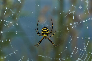 Spider-wasp (lat. Argiope Bruennichi). Spider and spider web in dew in heavy fog at dawn.