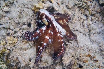 Poulpe sur des coraux, La Réunion