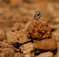 White Wagtail.white wagtailon the rocks ( Motacilla alba )