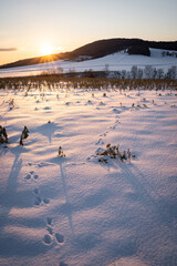 Winterlandschaft - Spuren im Schnee