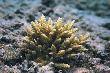 coral life fish 