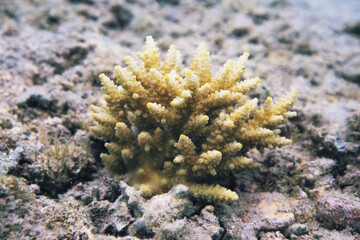 corail La réunion poisson wildlife