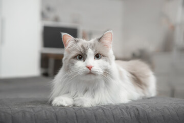 A beautiful fluffy cat lies on the bed in the room. Munchkin breed.