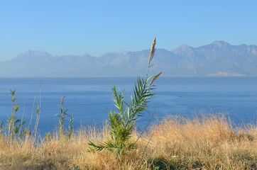 reed on the background of the sea sky and mountains
