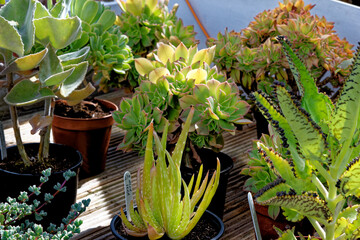 Collection of ropical plants in pots