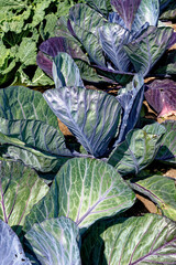 Fototapeta na wymiar Fresh cabbage leaves and plant growing in garden