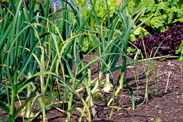 Onions Ailsa Craig growing in the garden