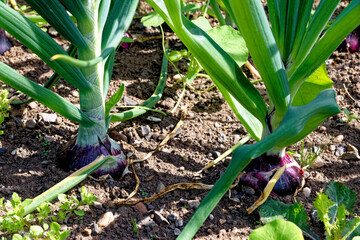 Onions Ailsa Craig growing in the garden