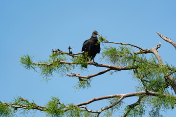Black Vulture perched in trees at gator farm rookery in Orlando Florida.