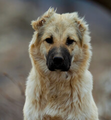 Dog. portrait close-up of dog sitting on the ground selective focus