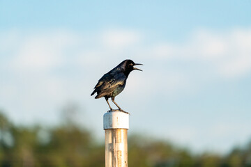 Black bird sitting on post at gator farm in Orlando Florida.