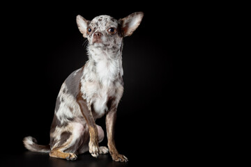 Chihuahua dog isolated on black background.