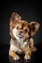 Furry and well groomed funny cockeyed chihuahua dog close-up portrait. Isolated on black background. Vertical image.