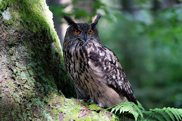 Eurasian eagle-owl in wild nature in spring time