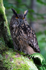 Eurasian eagle-owl in wild nature in spring time