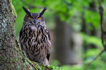 Eurasian eagle-owl in wild nature in spring time