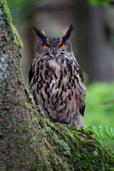 Eurasian eagle-owl in wild nature in spring time