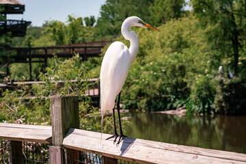 Great White Egret at gator farm rookery in Orlando Florida.