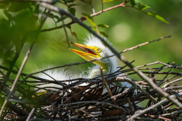 Great White Egret chick in nest at gator farm rookery in Orlando Florida.