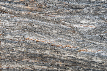 Tree bark texture of a felled trunk. Natural background pattern of a rough structure. Horizontal lines in the surface of a plant.