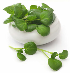 Fresh organic watercress