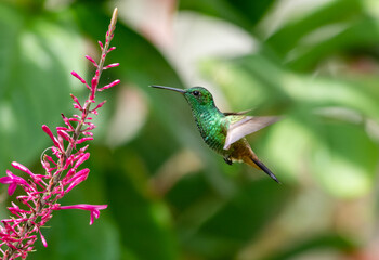 Fototapeta na wymiar A glittering green Copper-rumped hummingbird, Amazilia tobaci, in flight feeding on a purple flower in a garden.