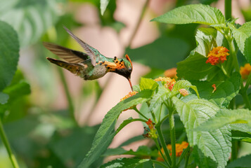 Exotic male Tufted Coquette hummingbird,  Lophornis ornatus, the second smallest bird in the world feeding on the tropical Lantana flower in a garden.
