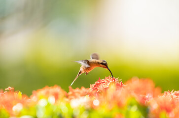 Small brown Little Hermit hummingbird, Phaethornis longuemareus, feeding on an orange Ixora hedge in warm sunlight with a light background.