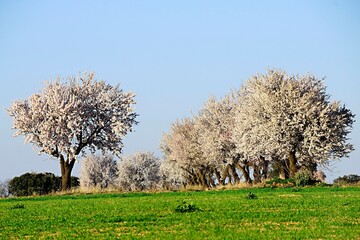 A tree is a plant with a woody stem that branches off at a certain height from the ground.