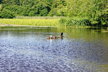 Fototapeta na wymiar Swan Pond - Culzean Park in summertime - Scotland
